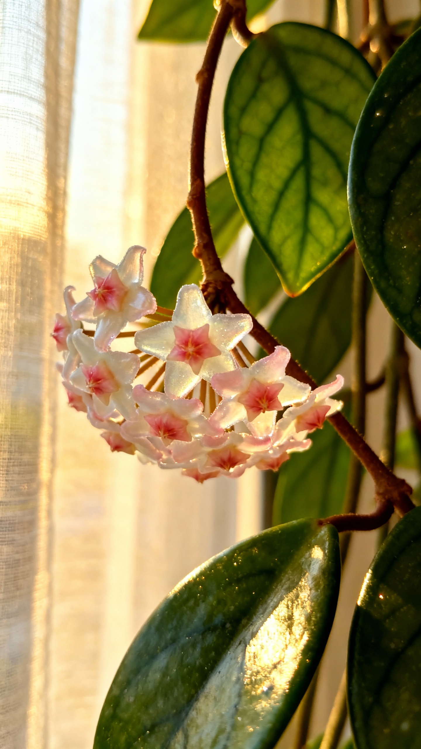 Must-try Hoya Plant Care Hacks For Wax Flowers & Healthy Vines Closeup of Hoya peduncle with starry wax blooms, glossy leaves, morning light through sheer curtain